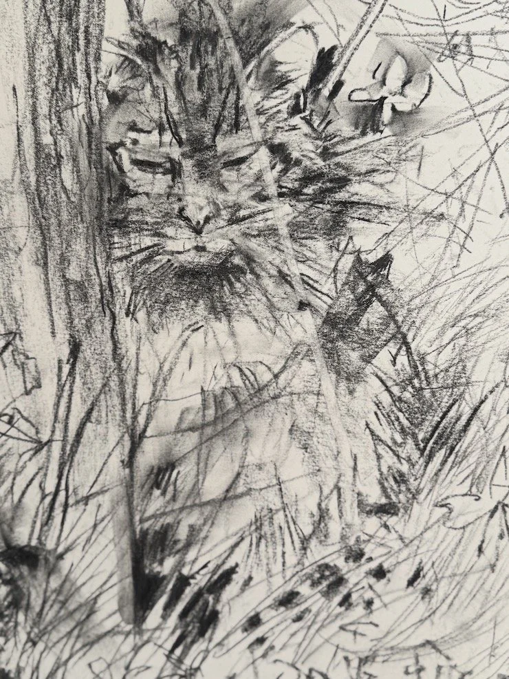 Wild Cat_F_sm.jpeg