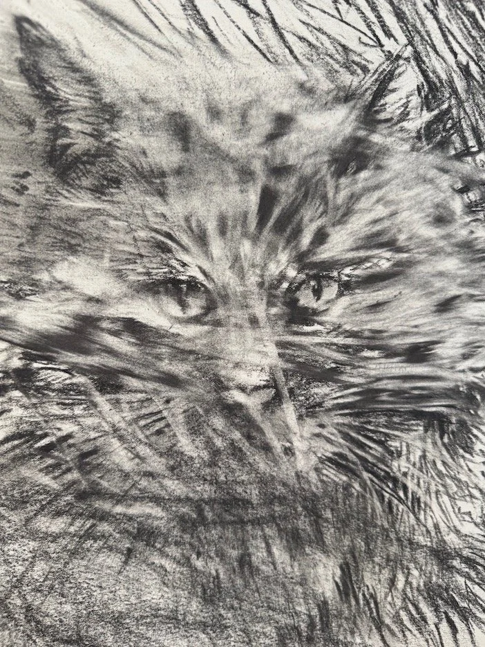 Wild Cat_H_sm.jpeg