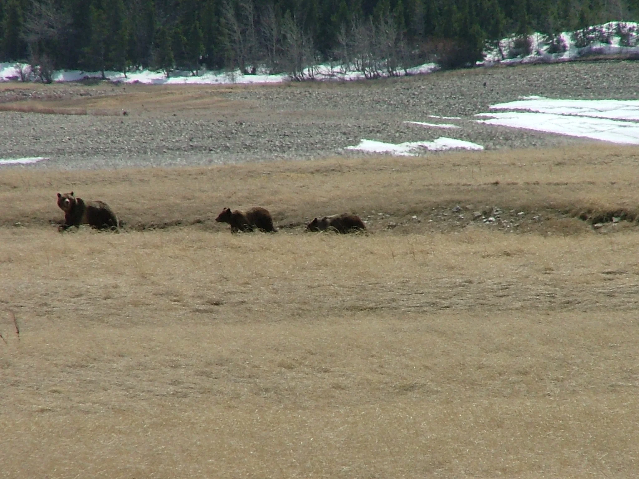 A family of bears searches for springtime grub on the shores of Sherburne Reservoir, April 2005.