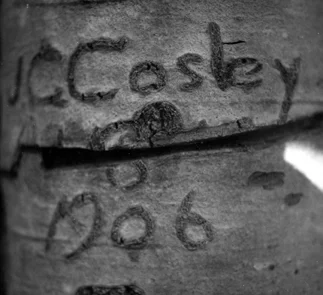 Detail of a “Cosley Tree” Great Falls Tribune