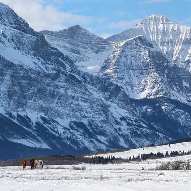 Horses Grazing on St. Mary Flats