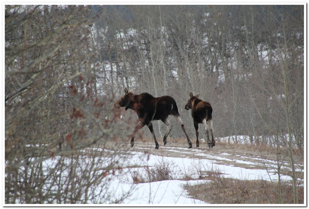 Mama moose and yearling calf