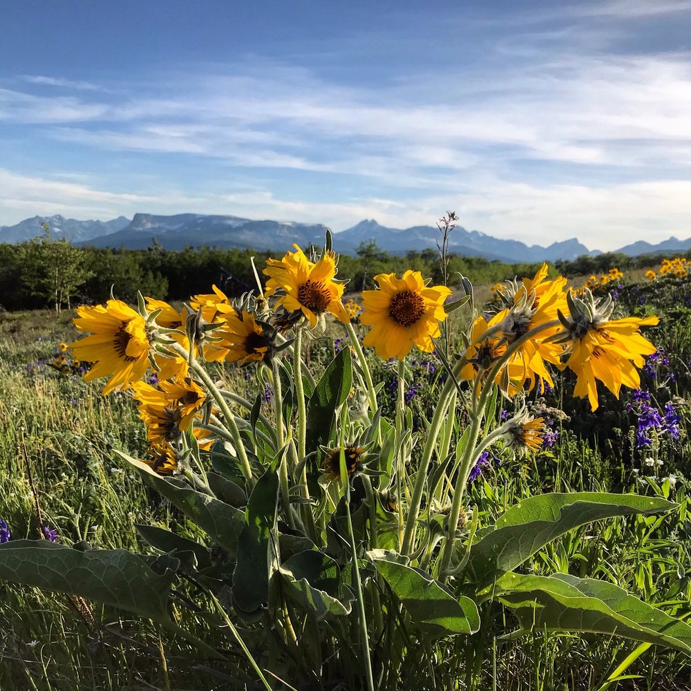 Arrowleaf Balsamroot