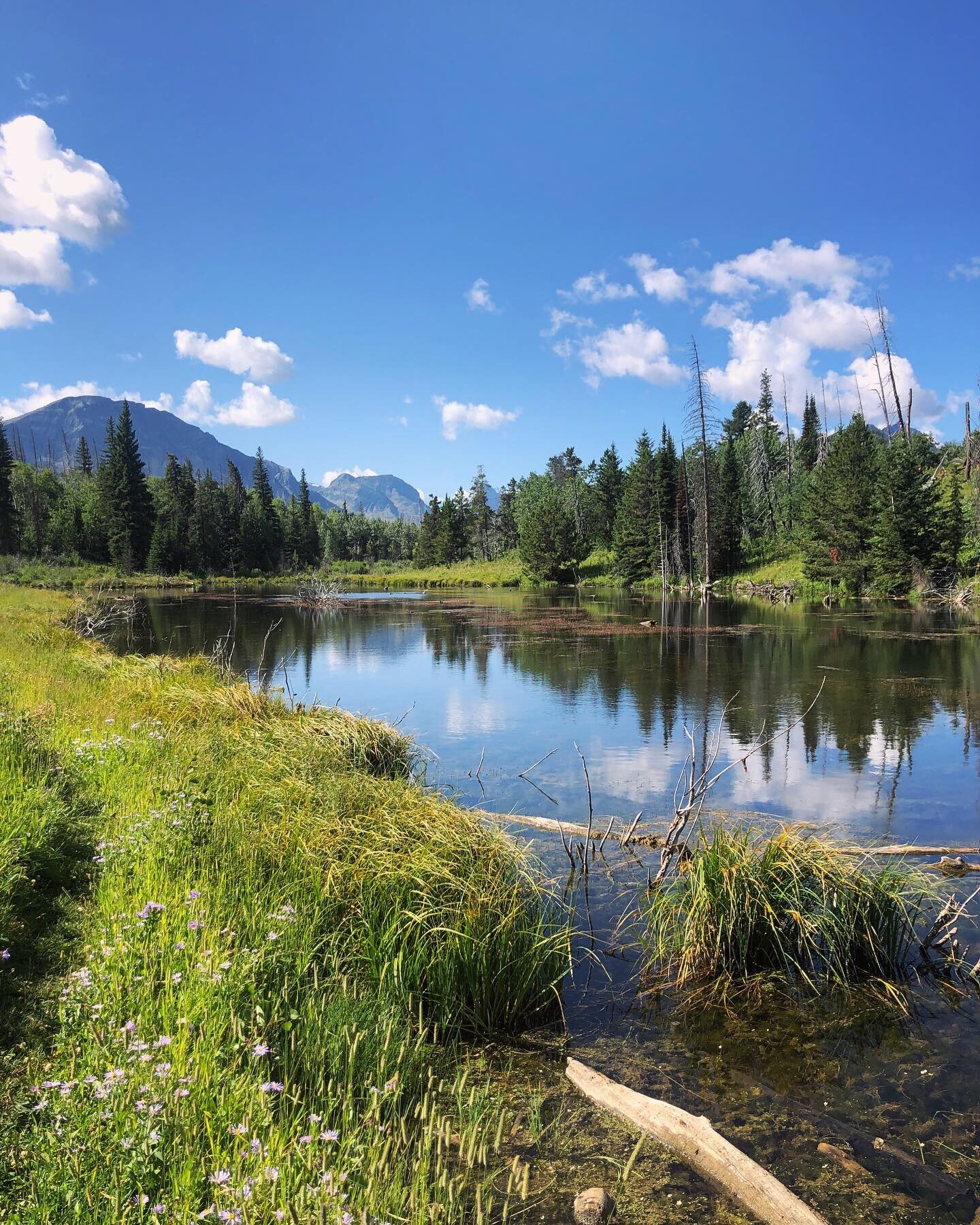 Beaver Pond Loop - Glacier National Park