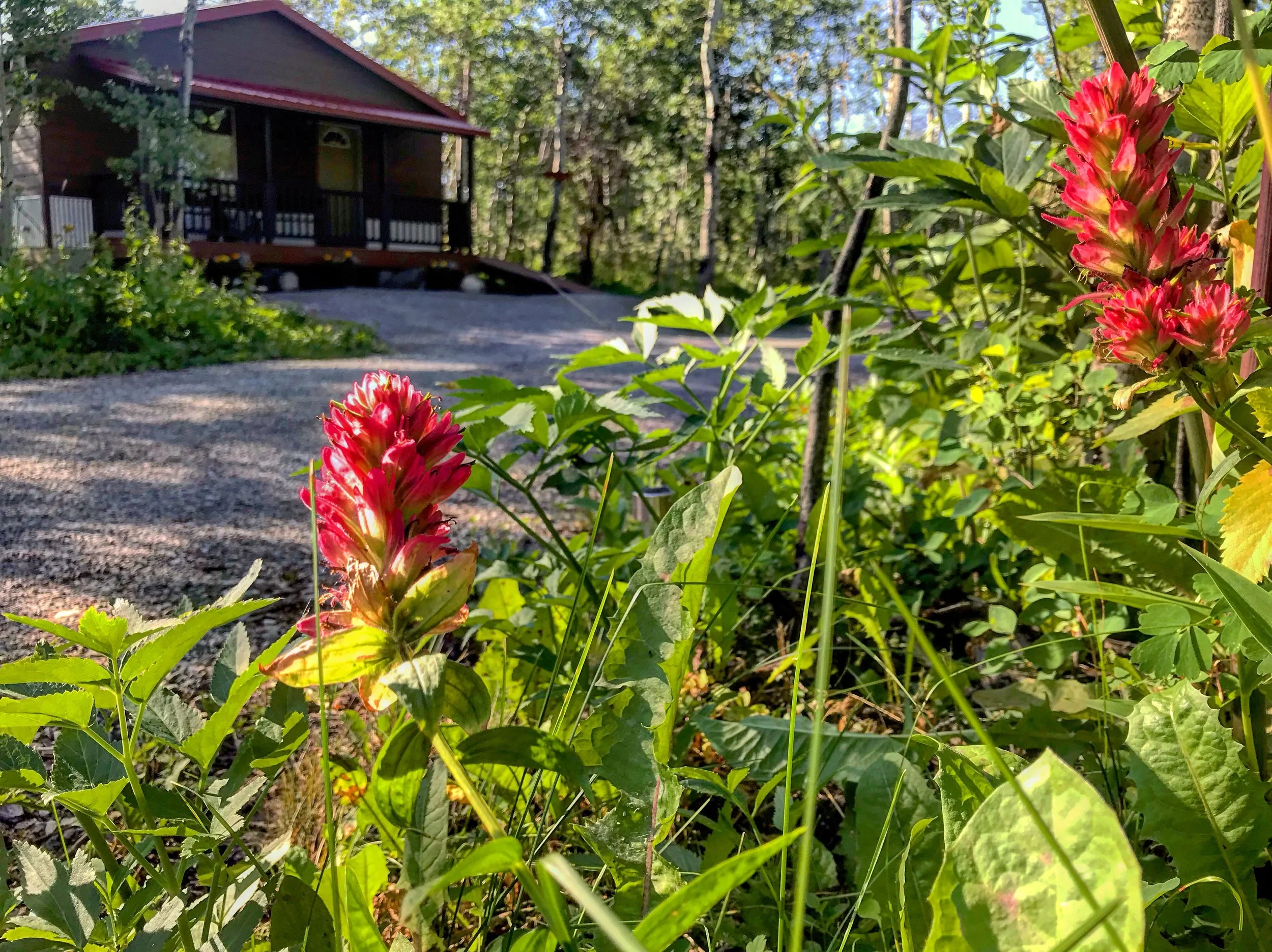 How to Navigate Glacier Park in 2025