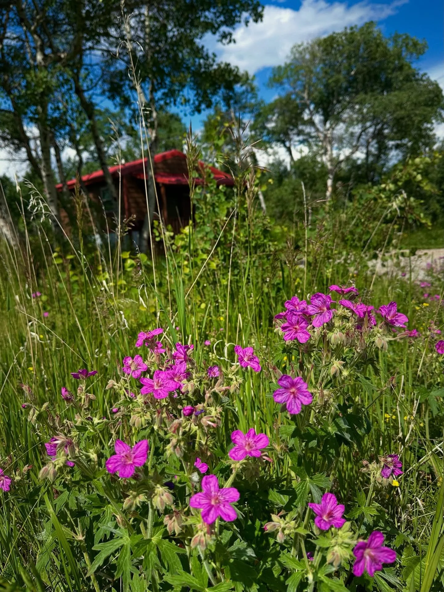 Our #wildflowers are in full bloom, delighting our guests and neighborhood beekeepers! @chiefmountainhoney #stickygeranium