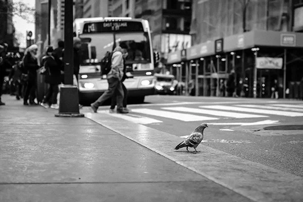 pigeon N.jpeg