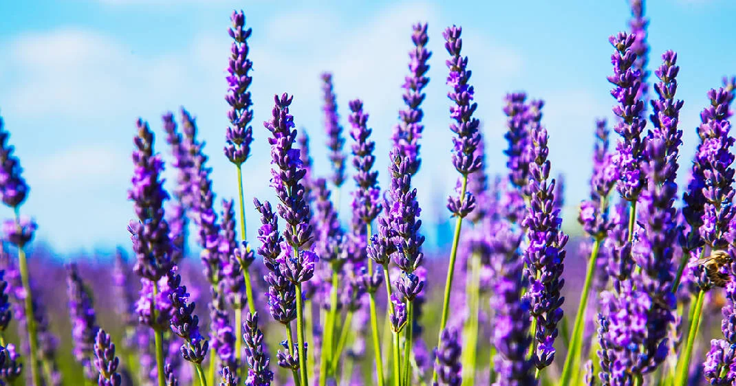 1496792753_060817h-oa-lavender-festival_t1070_h31d94910606ddc2913e8ad3eb30b178ef6c30443.jpeg