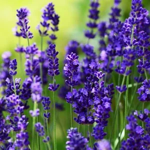 Purple lavender flowers commonly used in aromatherapy