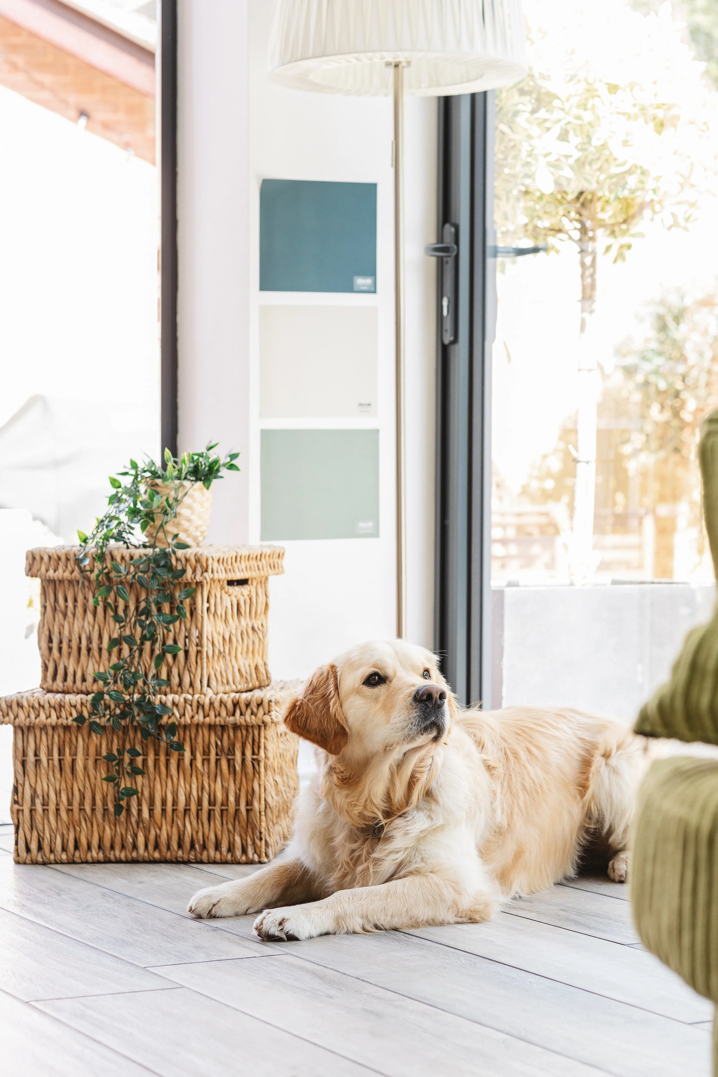 Labrador retriever dog lying on light wood floor inside a sunlit room near a glass door, with woven baskets and a green plant beside. Commercial Lifestyle shoot for brand Zhoosh featuring their hand painted paint sample stickers