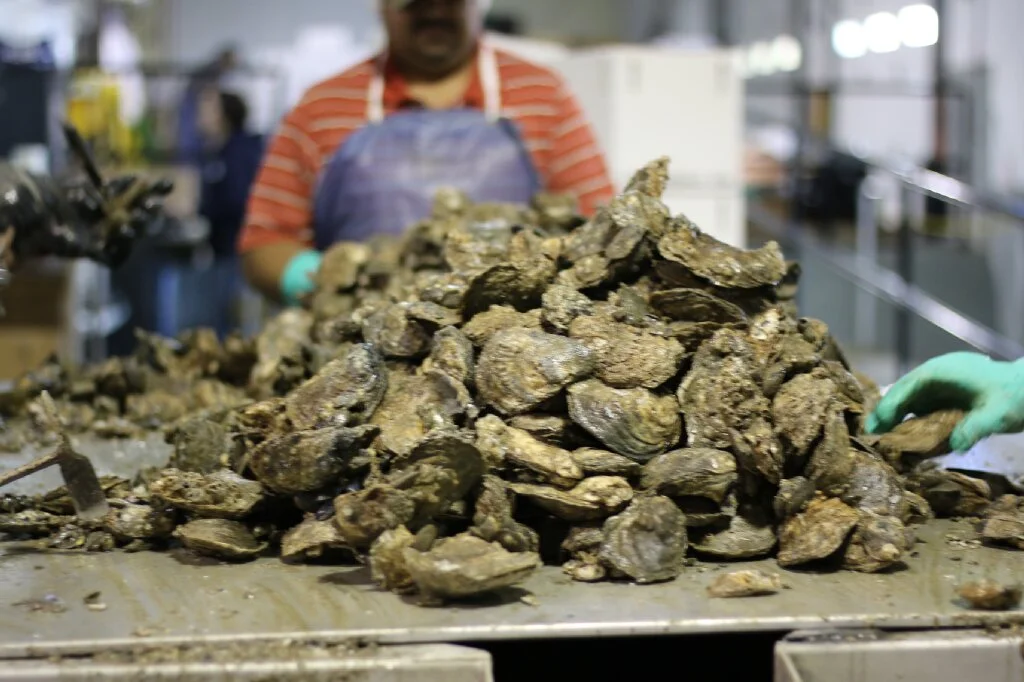 J&W Seafood —Fresh Wild Caught Chesapeake Bay Oysters