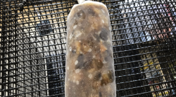 Frozen Clam Chum