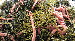 Bloodworms