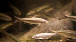 Minnows