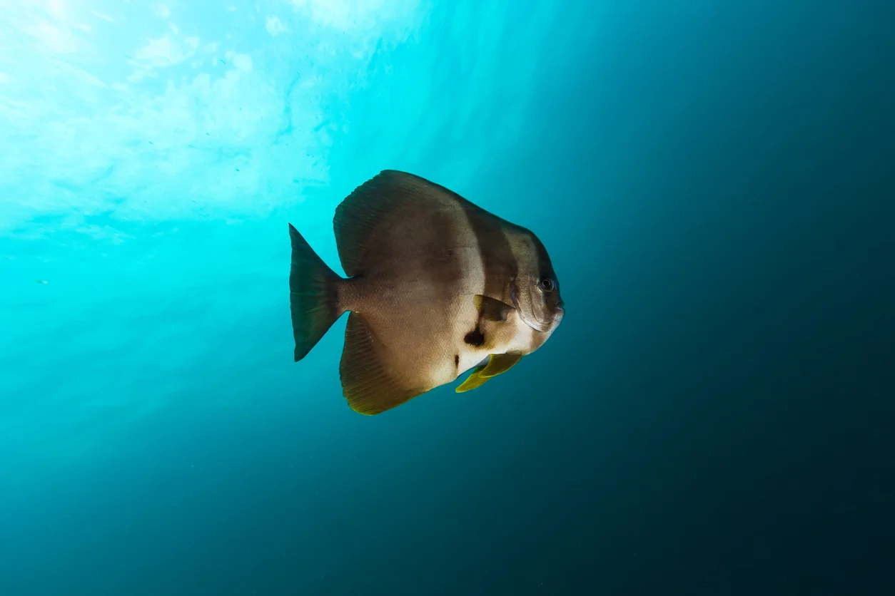 Fishing Report for 8/21/2018