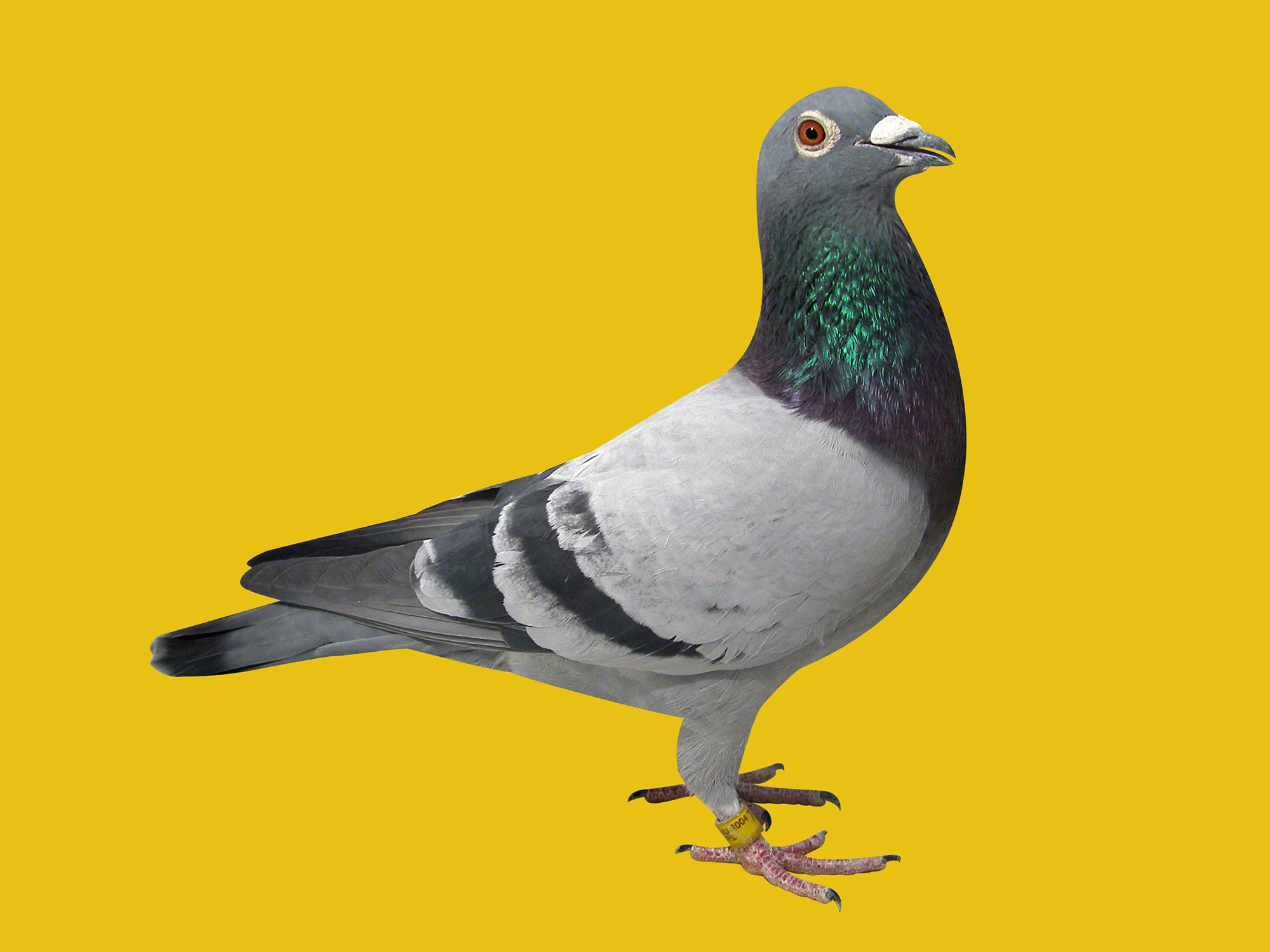 AU 2004 LAMBERTON 777.jpg