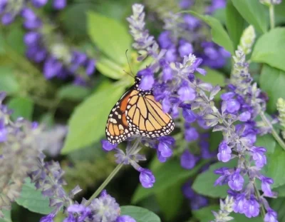 So, I have to type in the title here...it doesn't pick it up from the body