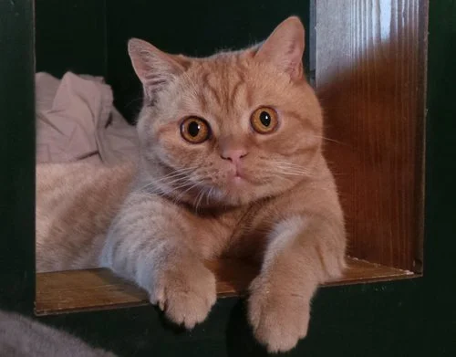 Katnapolsky_Kattenhotel_het_beste_kattenhotel_van_.jpg