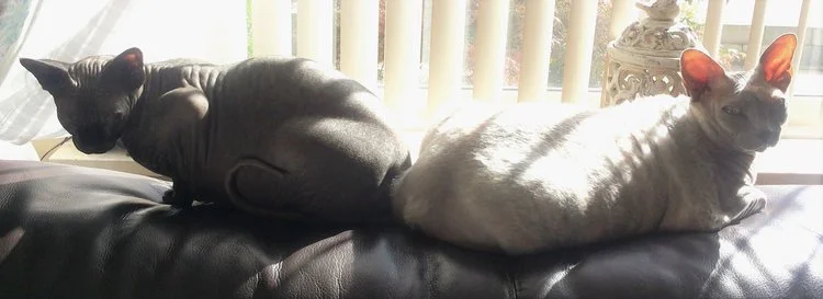 Kattenblog.jpg