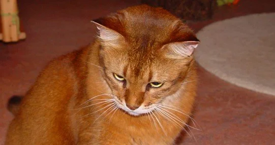 Somali Gideon