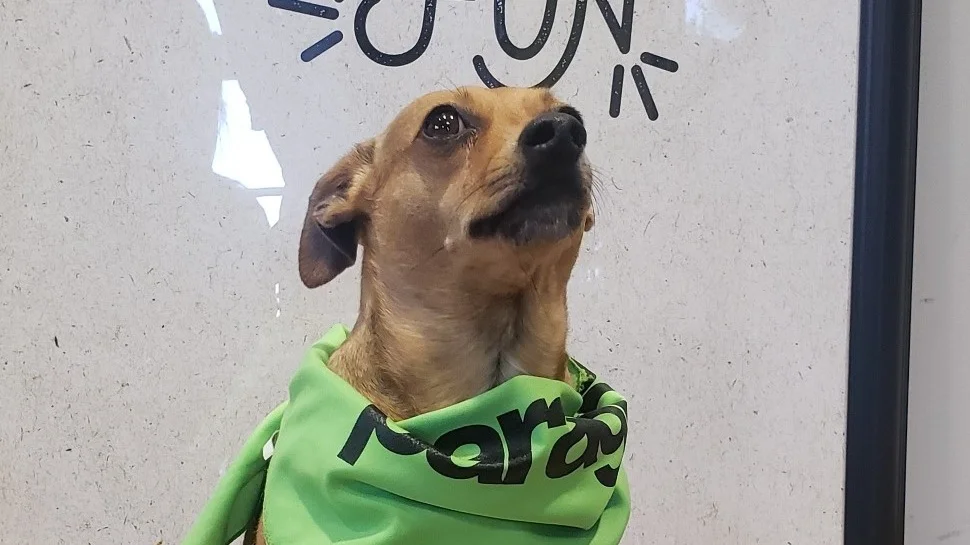 Owner: Geoff Cue the Rocky theme song - this Min Pin/Italian Greyhound mix loves to run around and play catch with his family.