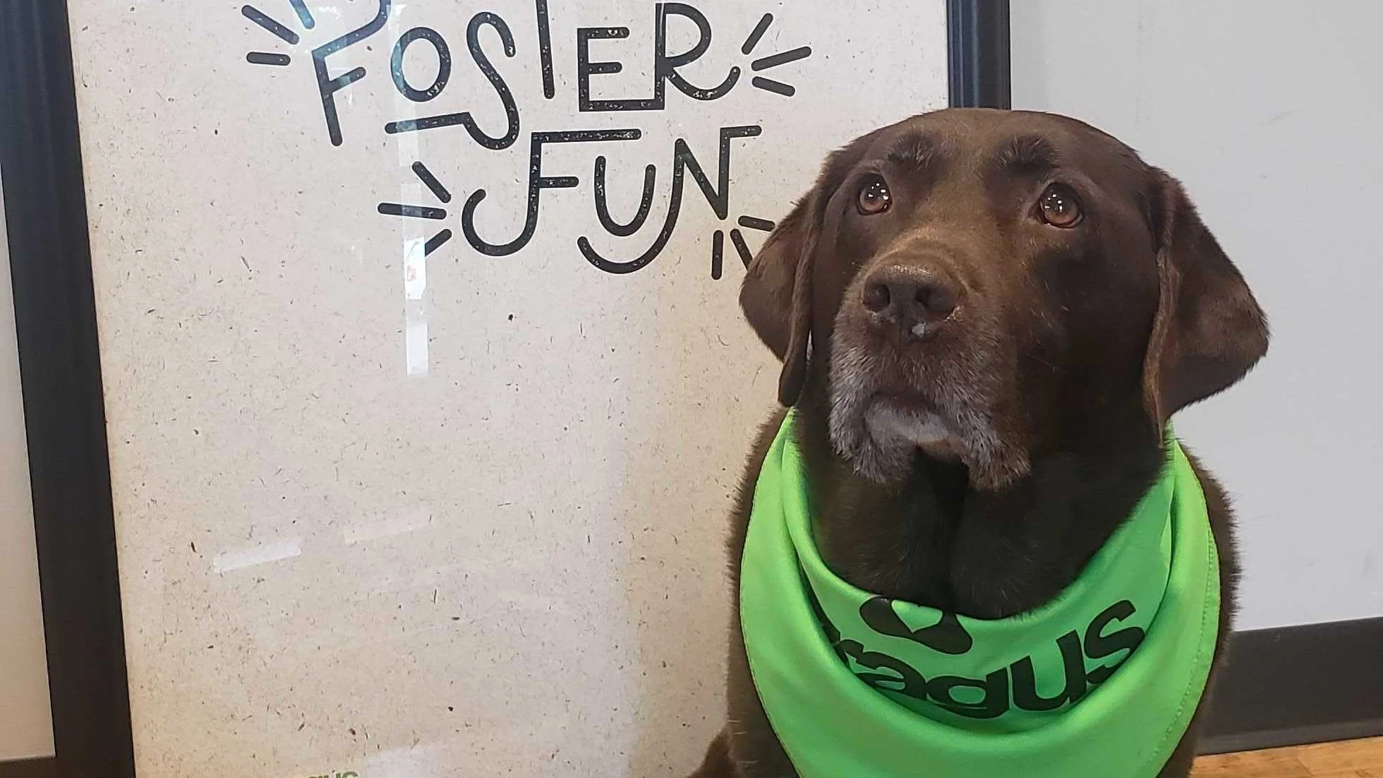 Owner: Jillian Watch out Usain Bolt, Trax is coming after your title! Even after sprinting around the office this pup cannot seem to tire out! Probably cause he is so used to hiking, playing frisbee and skijoring with his mama! One thing is for sure, you can't wipe the smile off of his RHF (Resting Happy Face)