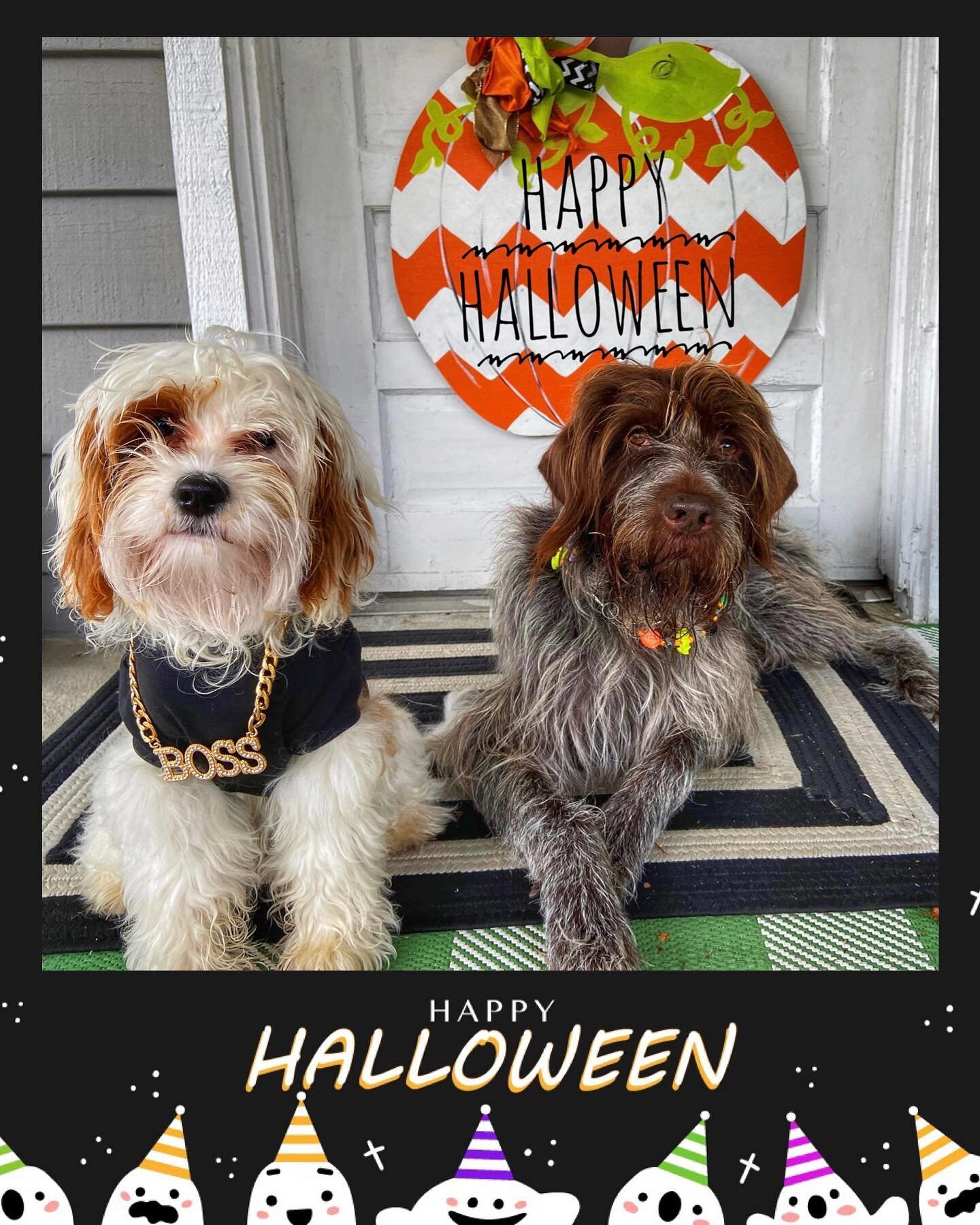 The dashing lad and the little boss dog, would like to wish everyone a HAPPY HOWEELLLLOWEEN!