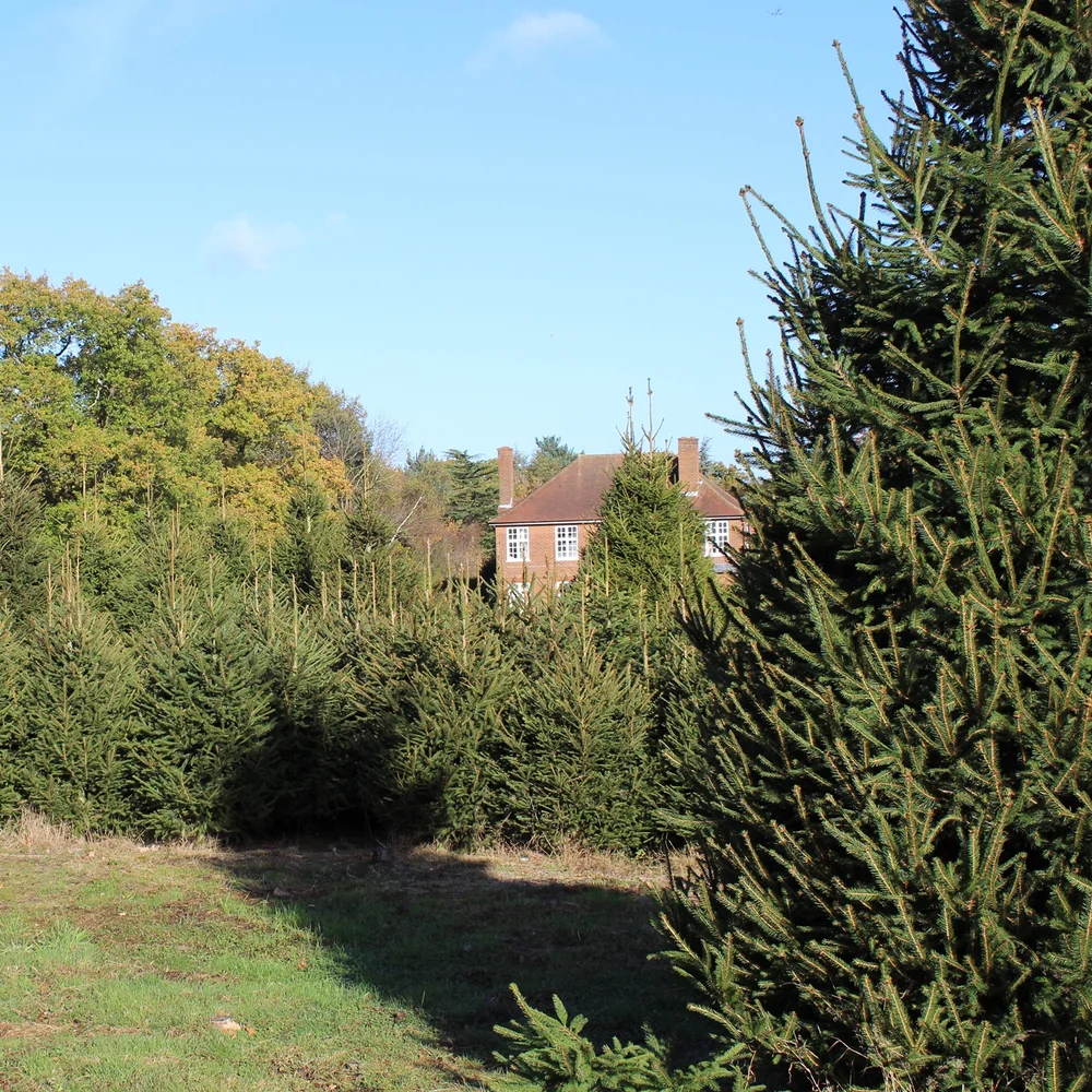 Our Nursery Magic Of Foresters