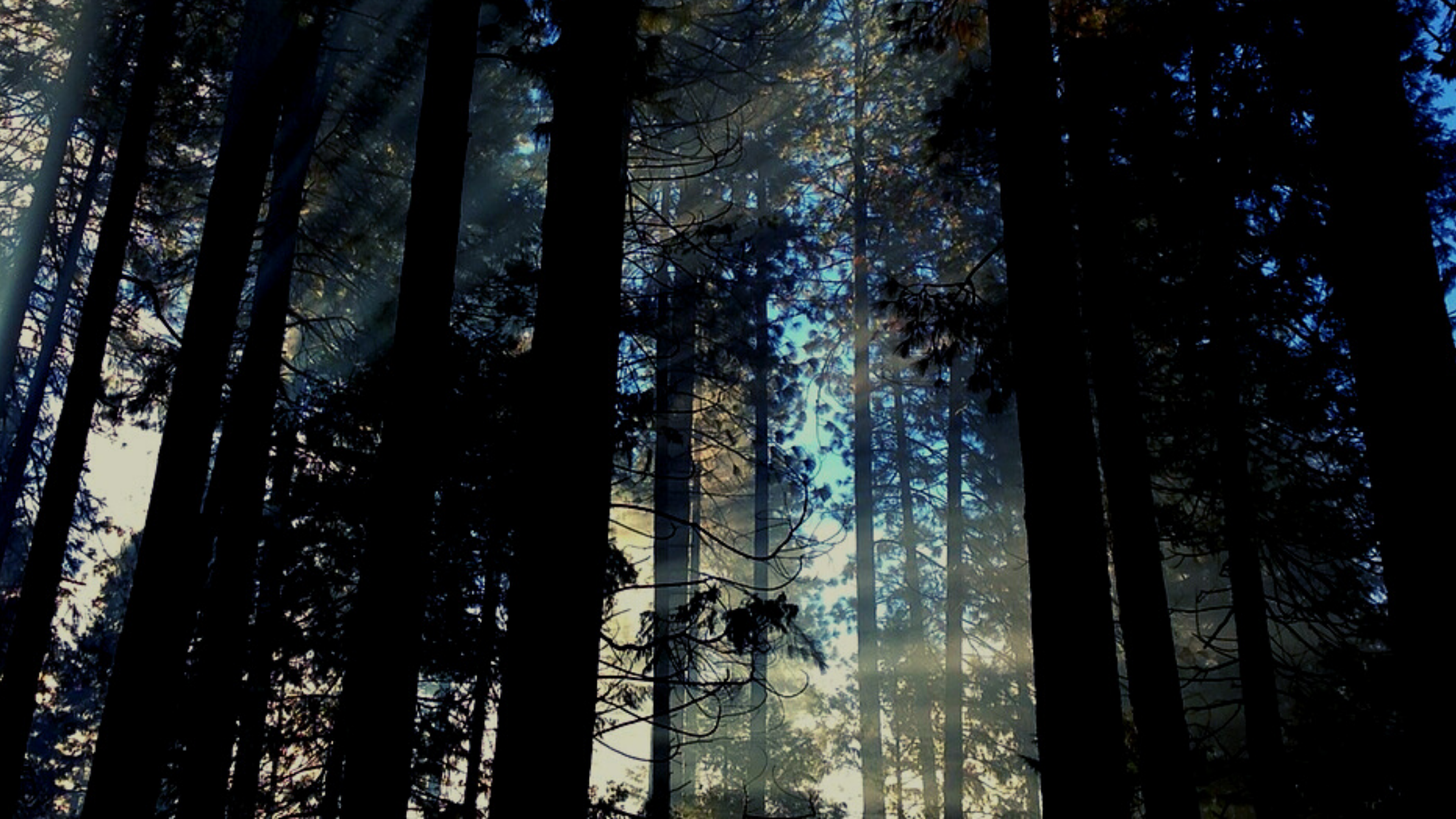 Untitled design (1).png