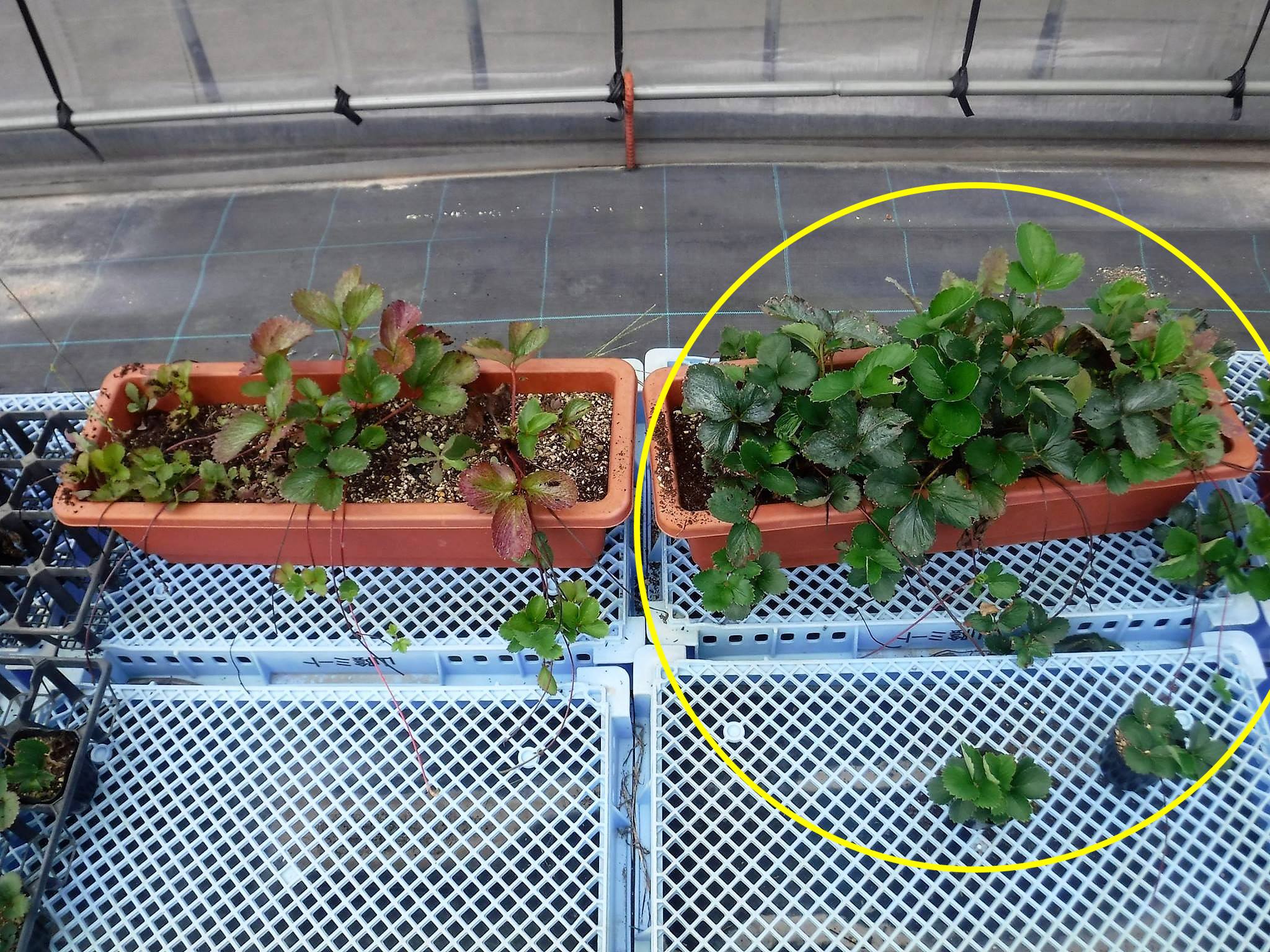 Trial on Strawberry Nurseries