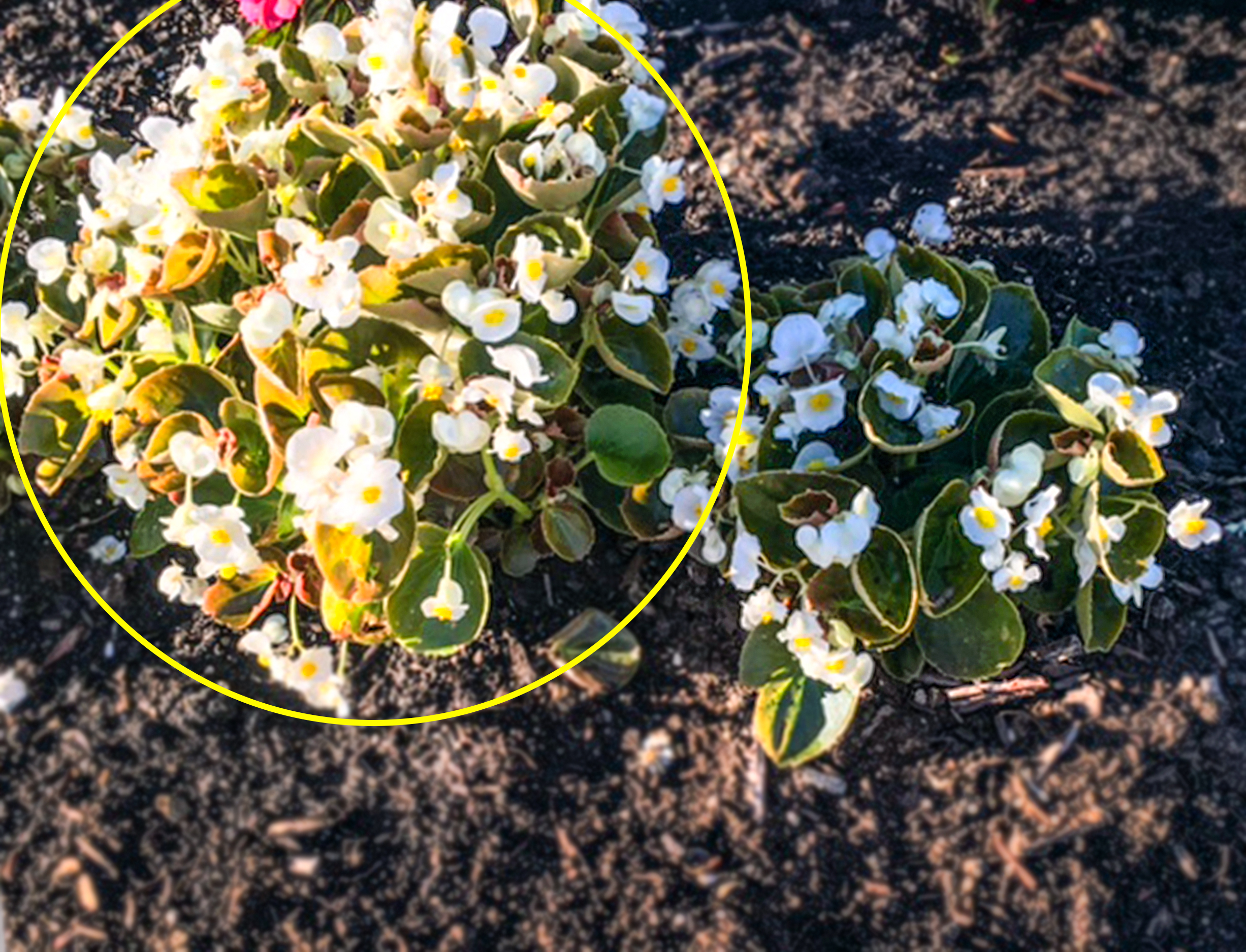 Begonias after only 10 days!