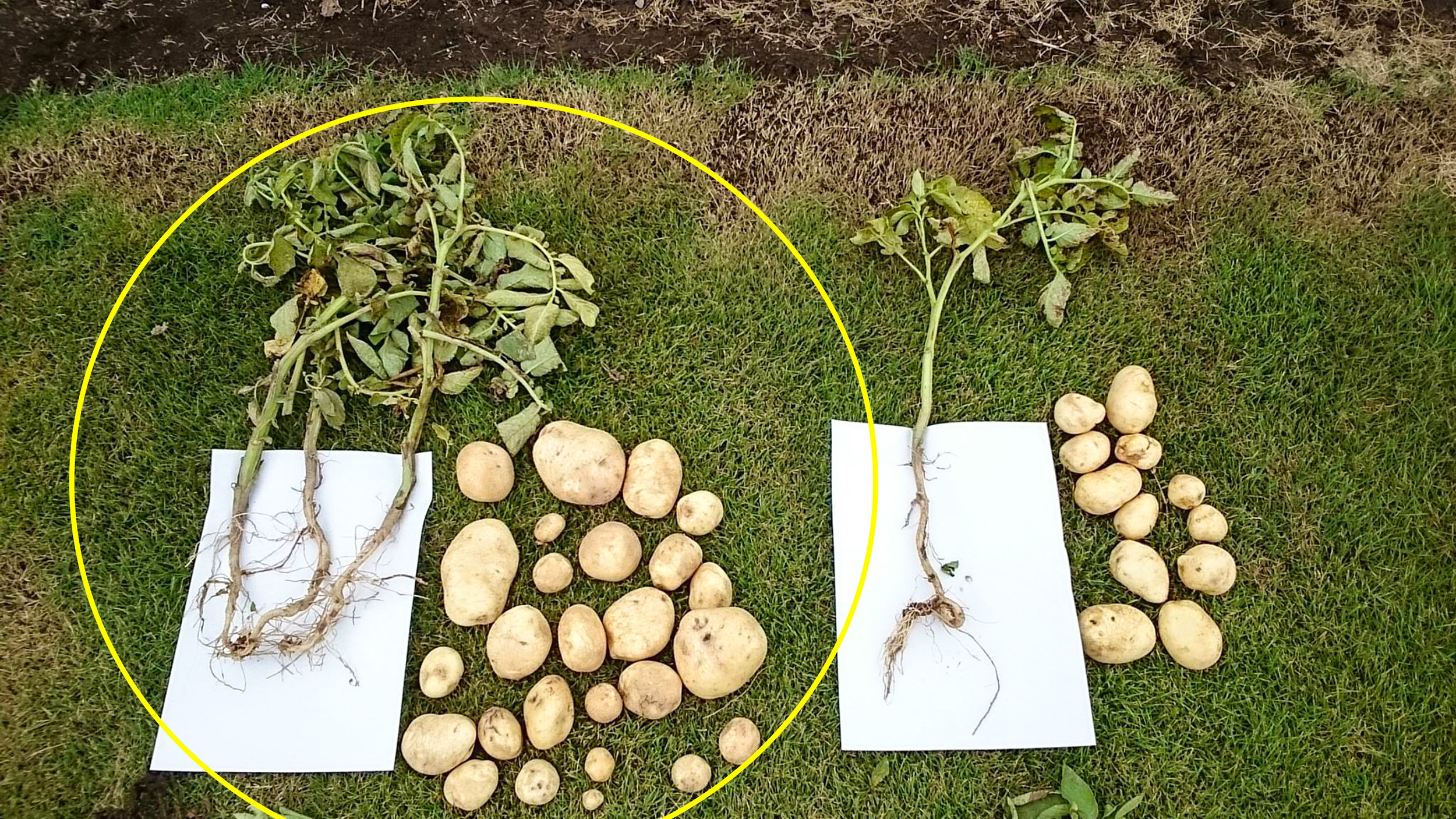 Greatly increased potato yields after 3 months.