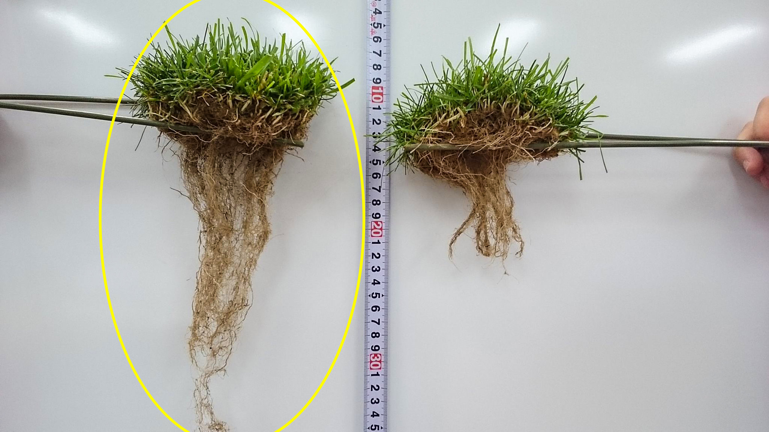 Turf with (left) &amp; without (right) after 3 months