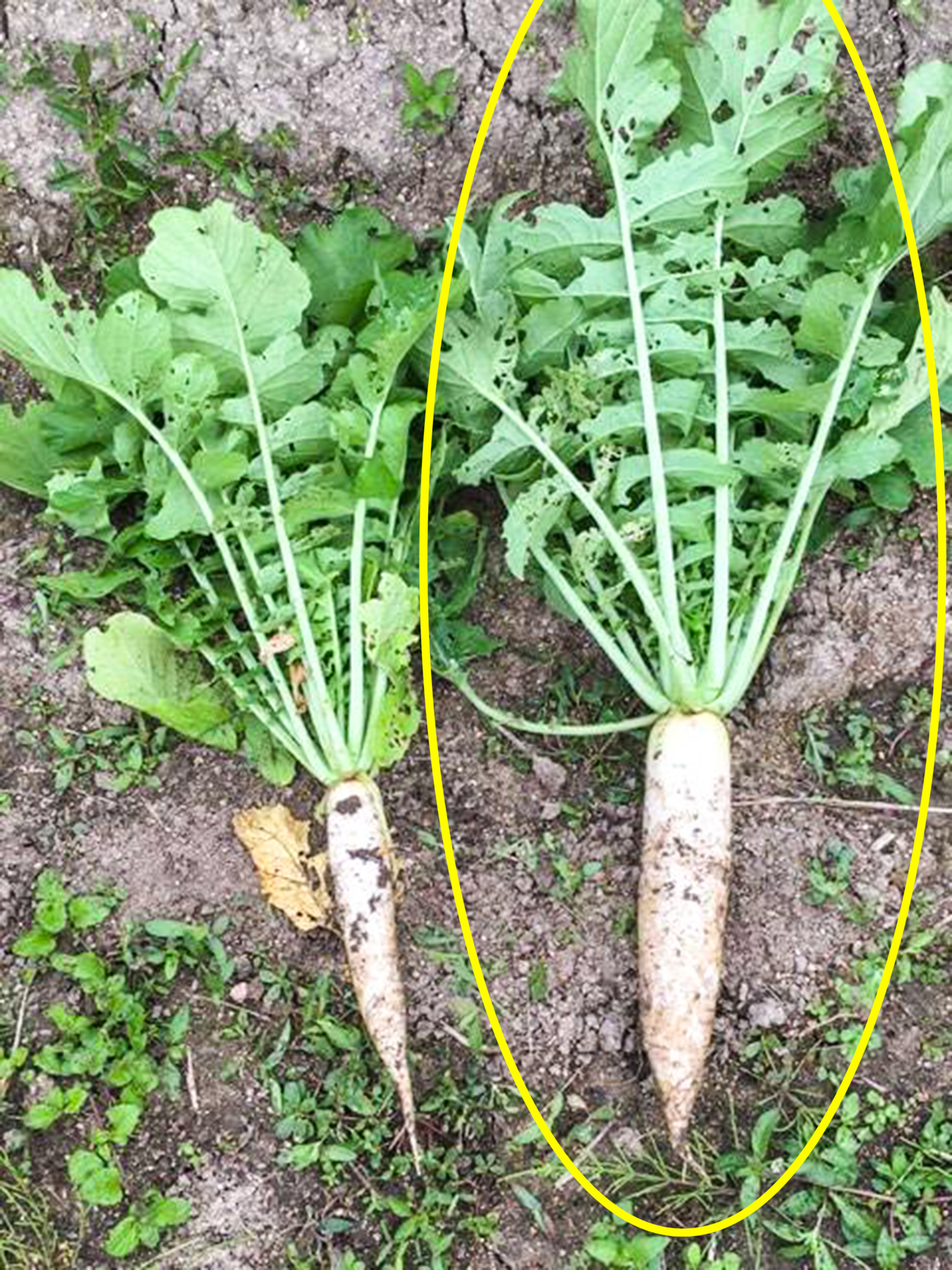 Daikon at 17 days with (right) & without (left)