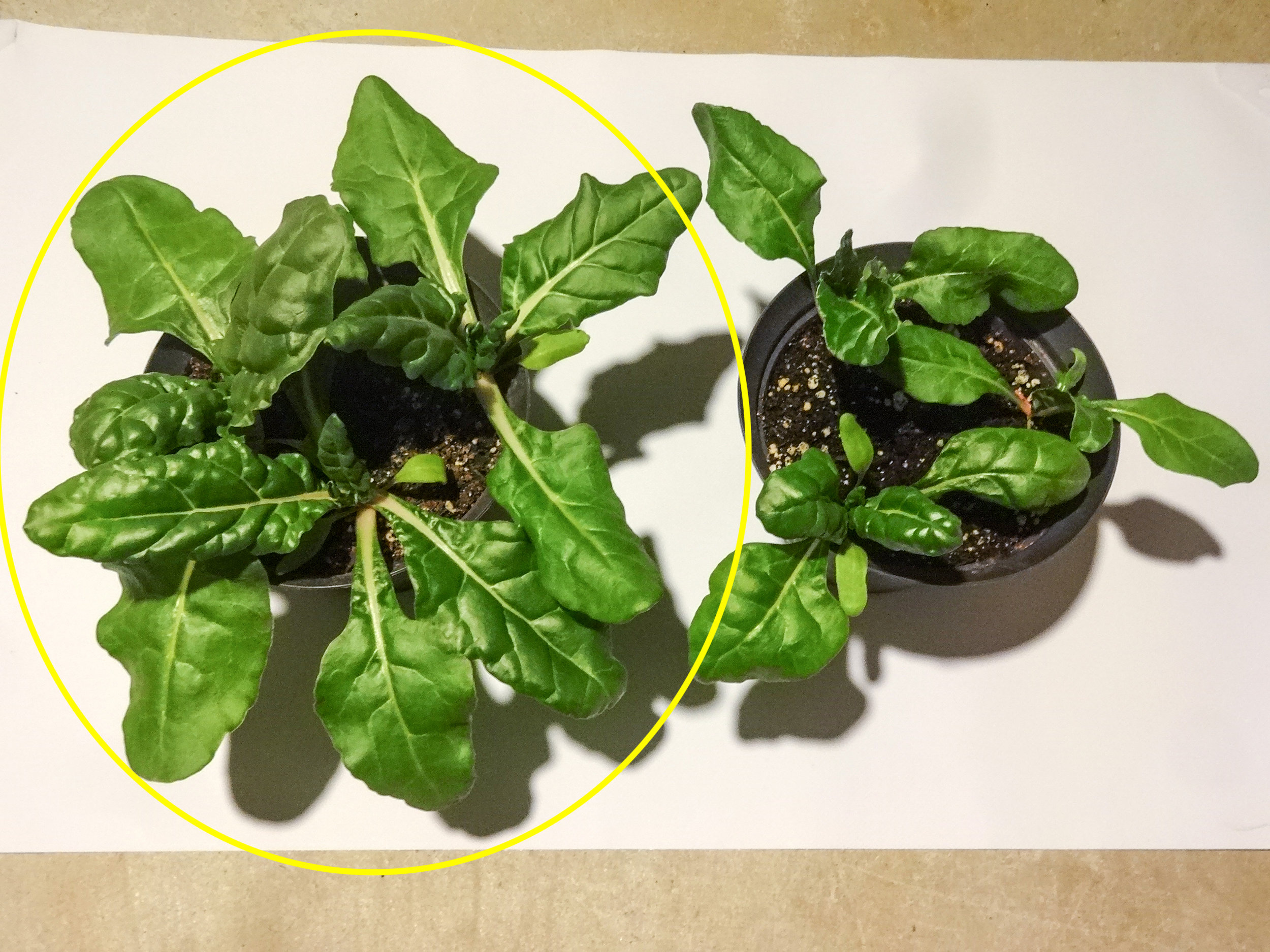 Chard after 1 month grow from seed.