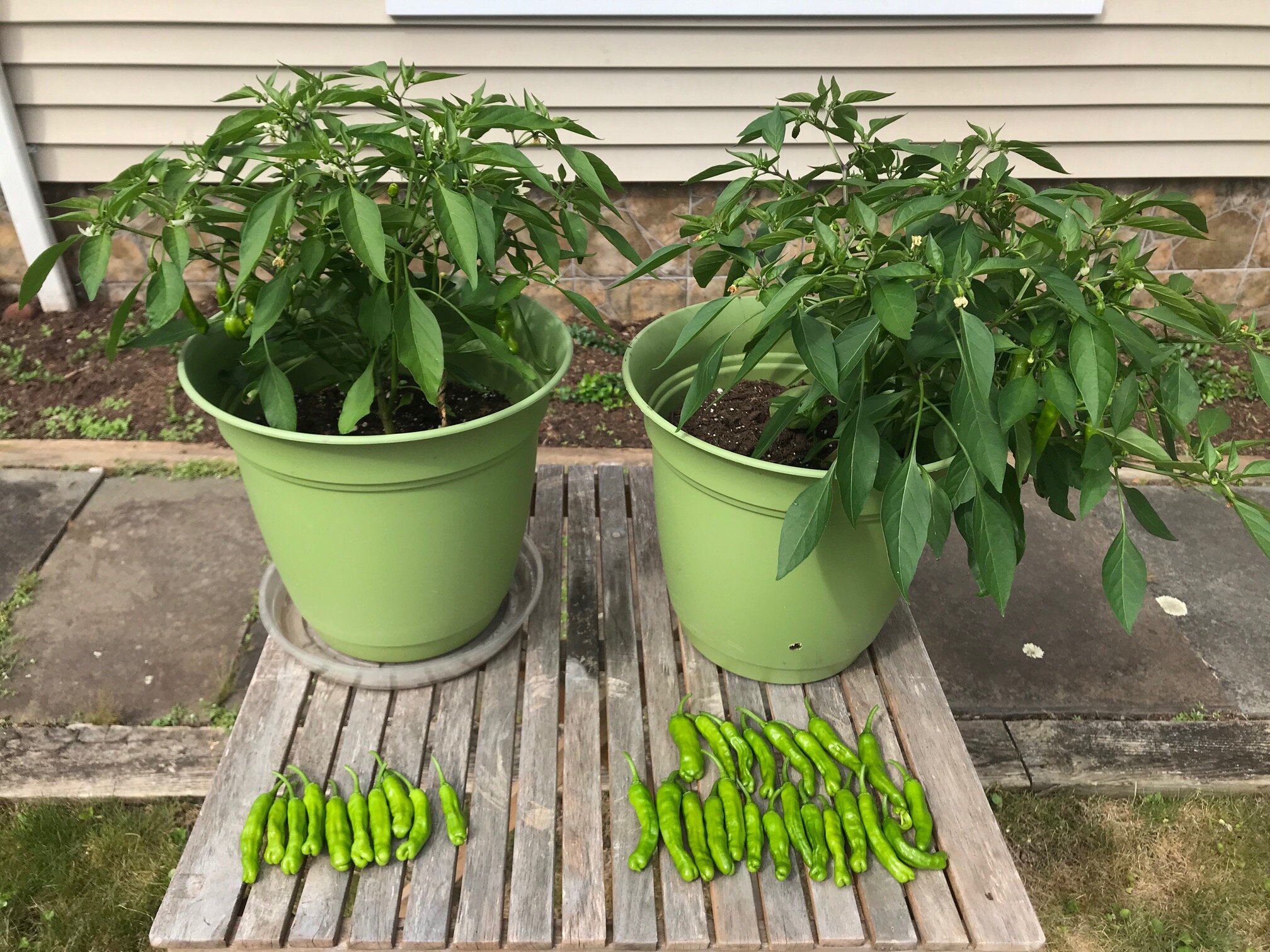 Shishito Peppers with (right) &amp; without (left)