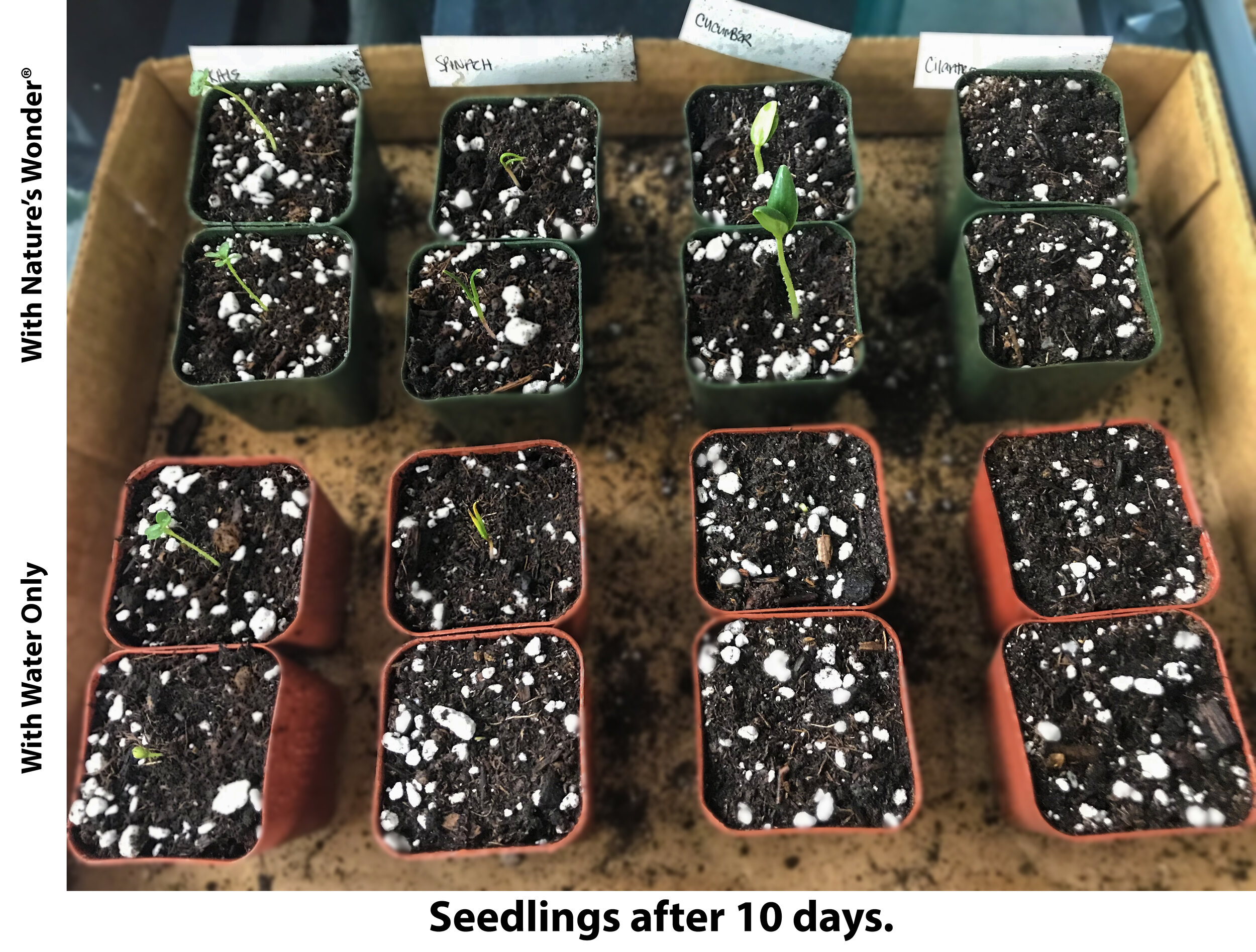 seedlings after 10 days.jpg