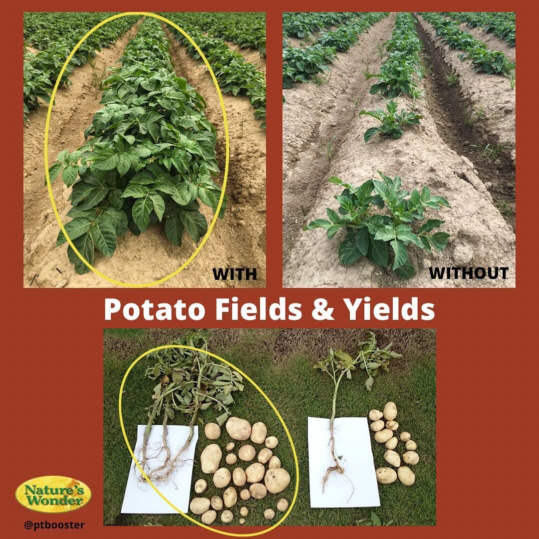 Potato fields &amp; yields with (left) and without (right) Nature&rsquo;s Wonder Plant &amp; Turf Booster. These trials were done at the same farm. 🥔💚✨💪🏽

This certified organic fertilizer BOOSTER is an amazing innovative tool for any gardener, e