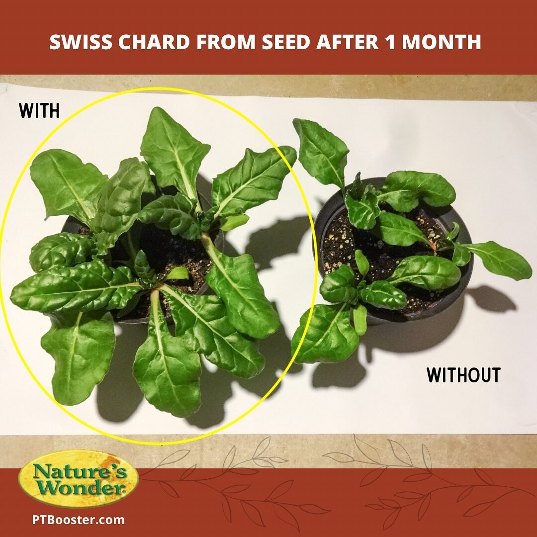Swiss chard from seed after 1 month: WITH @ptbooster (left) &amp; WITHOUT (right) ✨💪🏽🌱😉
.
.
.
.
#organicbiostimulants #soilamendment #organicgardening #swisschard #fromseed #seedstartingtips #sowyourown #natureswonder #plantbooster #soilbooster #