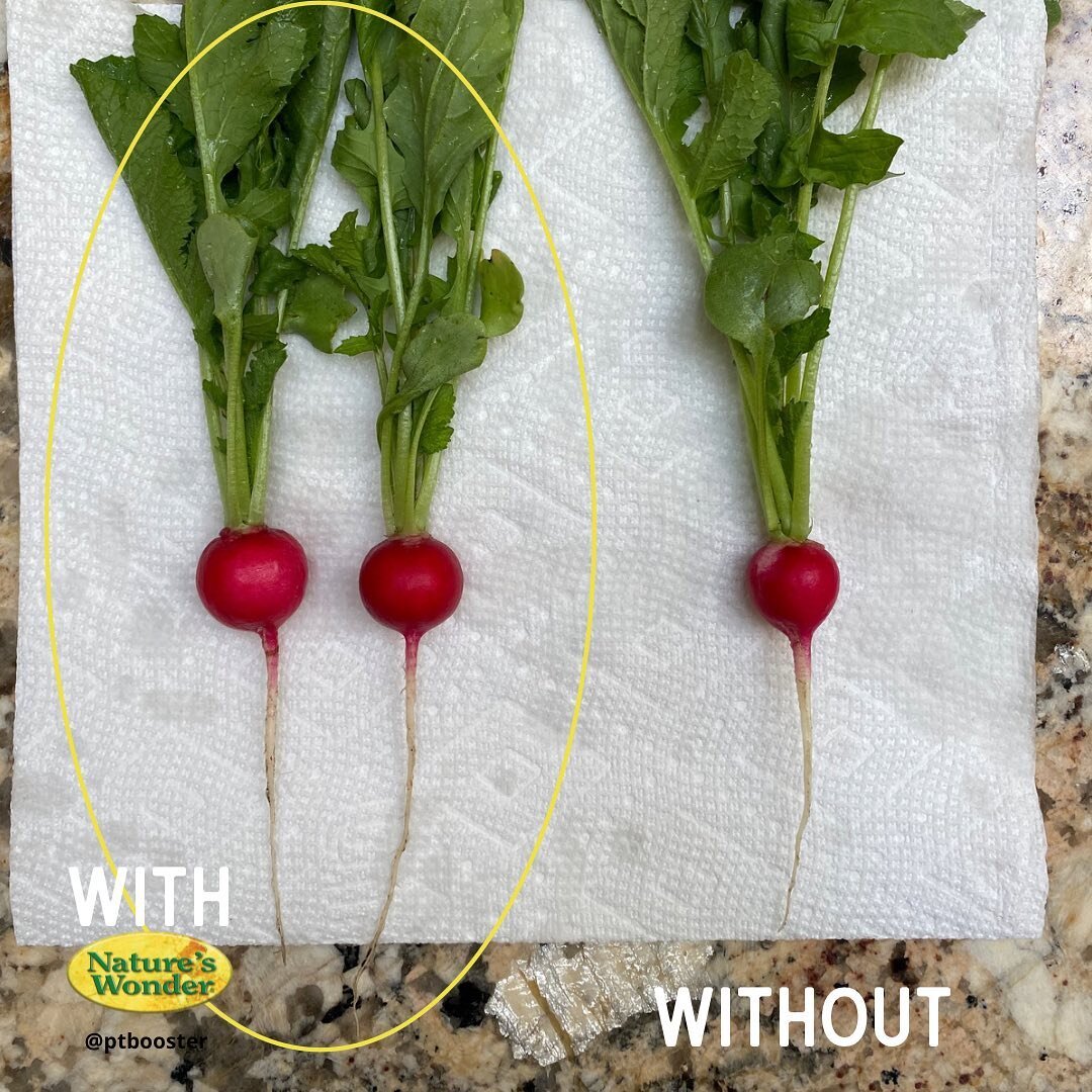 Harvested some radishes today! These 2 were ready to be picked in the pot where we used @ptbooster vs. only 1 being ready (and smaller) in the pot grown without!
.
.
.
.
.
#radish #happymay #mayday #growyourown #plantandturfbooster #harvestmore #firs