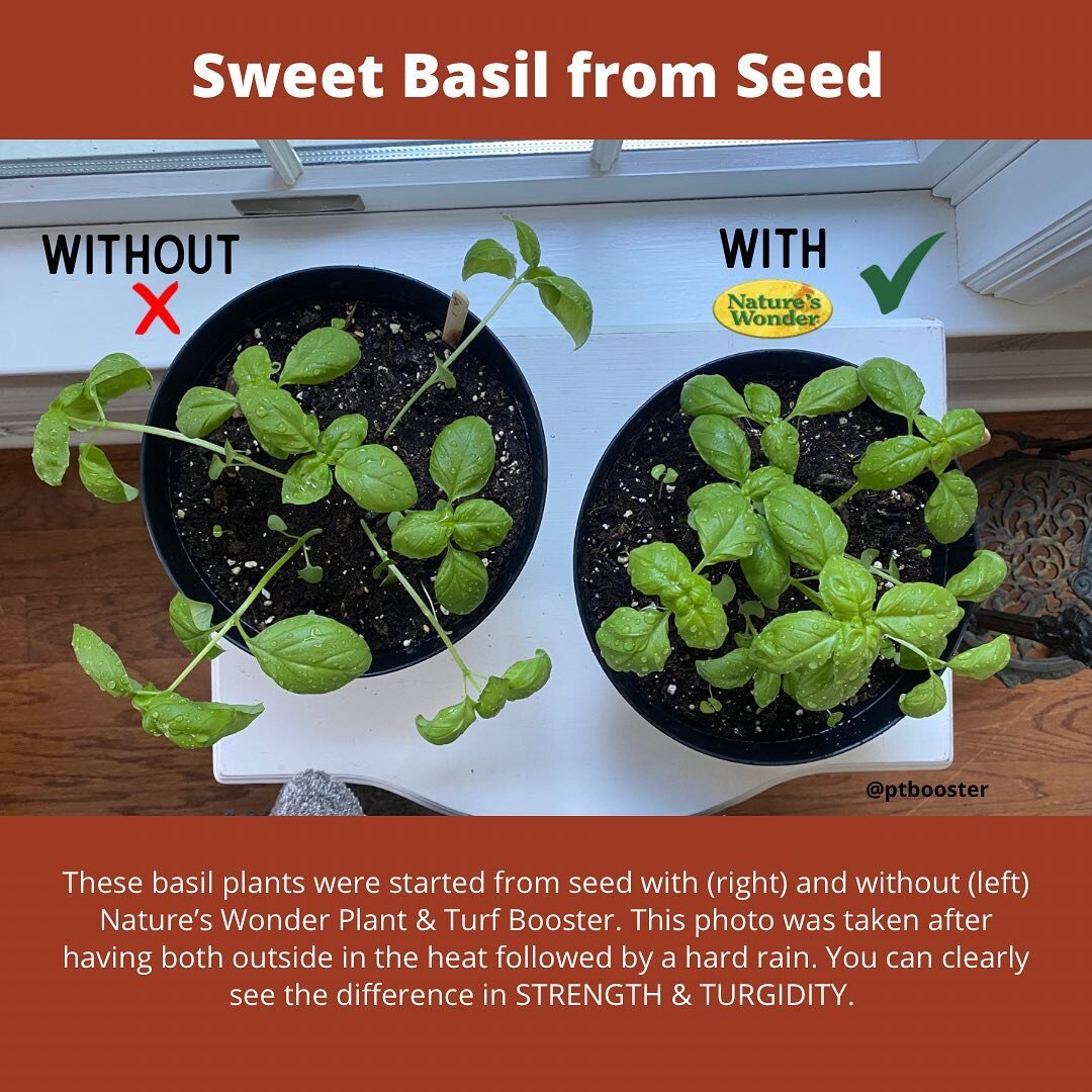 Using @ptbooster every 2-4 weeks from seed to harvest will ensure STRONG &amp; HEALTHY plants especially under stressful weather conditions.

Check out this side by side comparison of basil plants started by seed with (right) and without (left) Natur