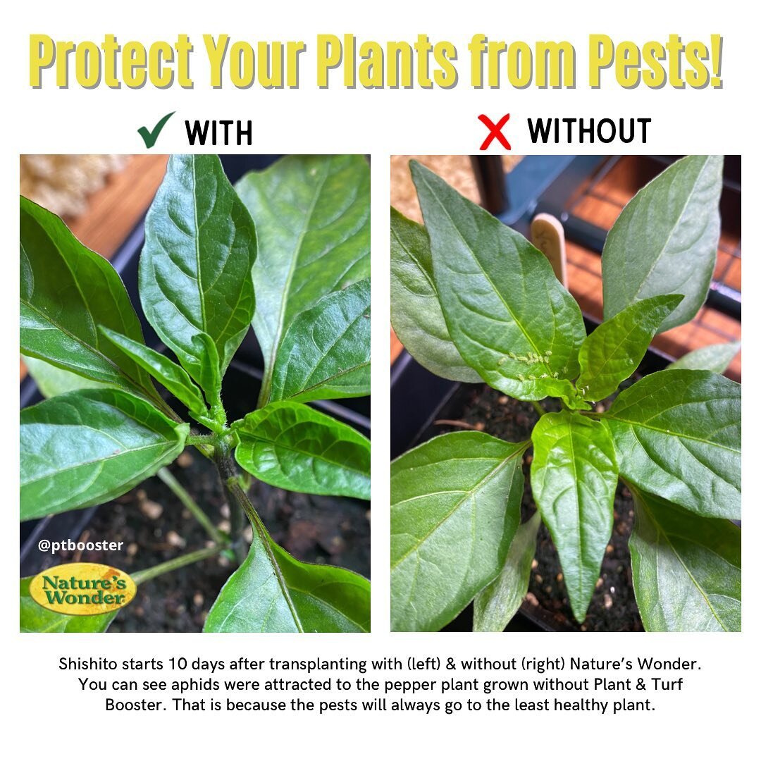 Protect your plants from the very beginning! Using our organic booster will give you the healthiest plants from seed- to transplant- to harvest. This means LESS PESTS. ❌🪲

Check out these shishito pepper plants grown from seed with (left) and withou