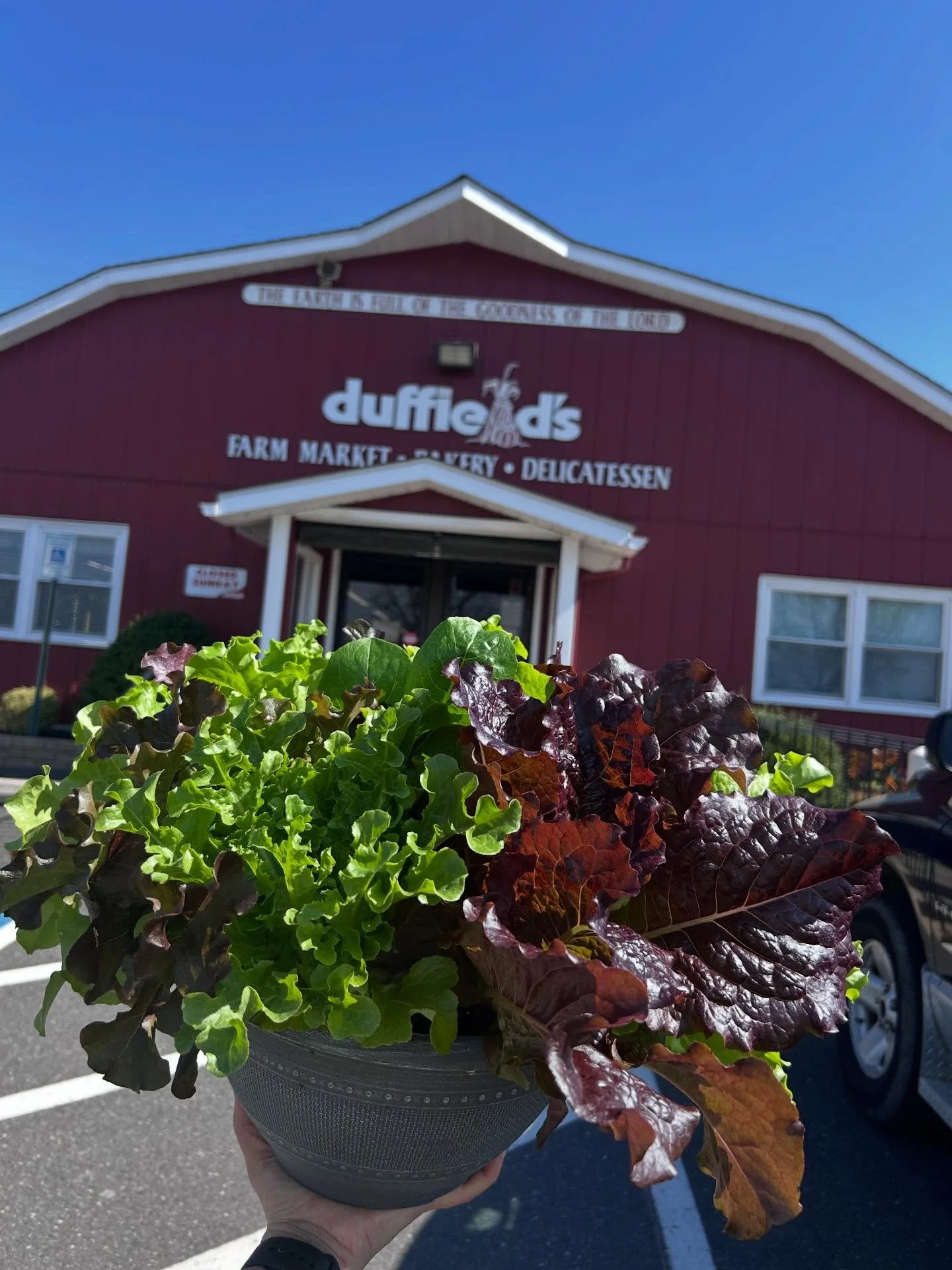Impulse buy: this gorgeous &ldquo;City Garden Mix&rdquo; of beautiful Mesclun from @duffieldsfarm 🥬

*The info insert says 3 or more harvests&mdash; I bet if we water with a dose of @ptbooster we absolutely get more!! 

#supportlocal #simplysalad #n