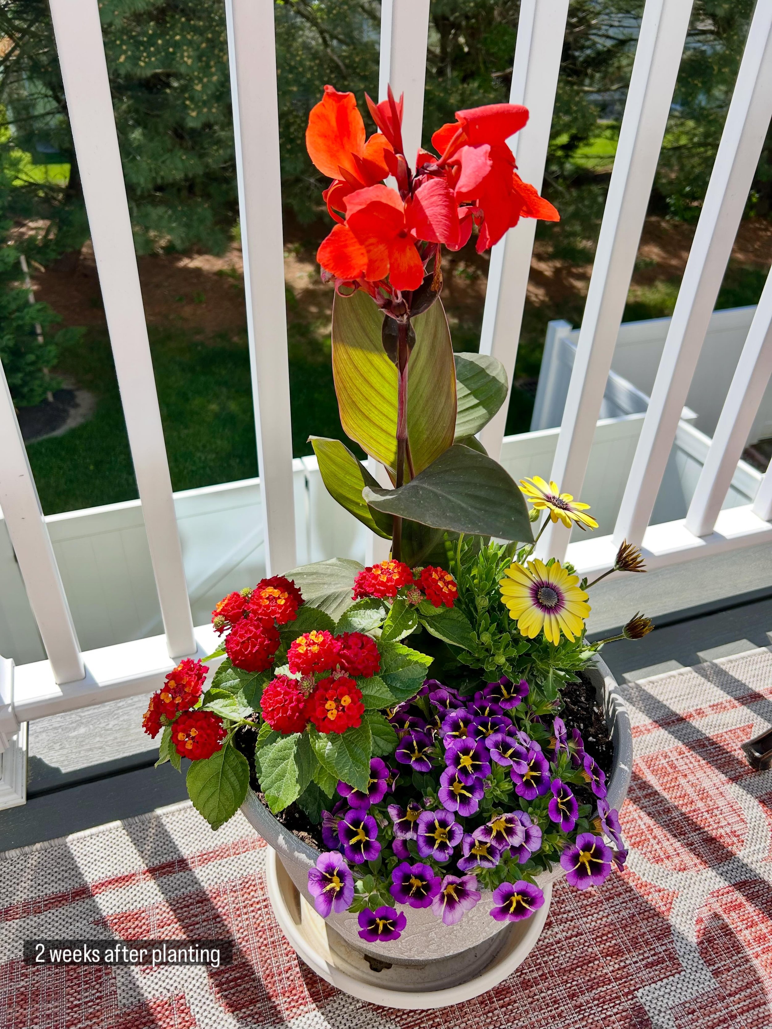 Check out the difference only two and a half weeks make when using our product, for new plantings and overall maintenance&hellip;Swipe for the before!

No transplant shock or wilting&hellip;You get double the blooms and double the growth. Start your 
