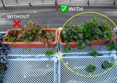 🍓Strawberry trials with &amp; without Nature&rsquo;s Wonder🍓