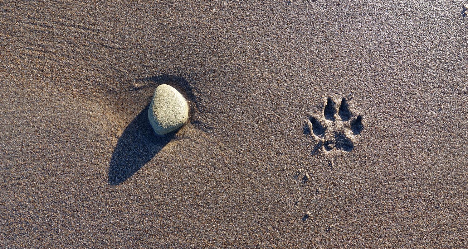 Beach /Duridge Bay / Northumberland - photography by James Fry 