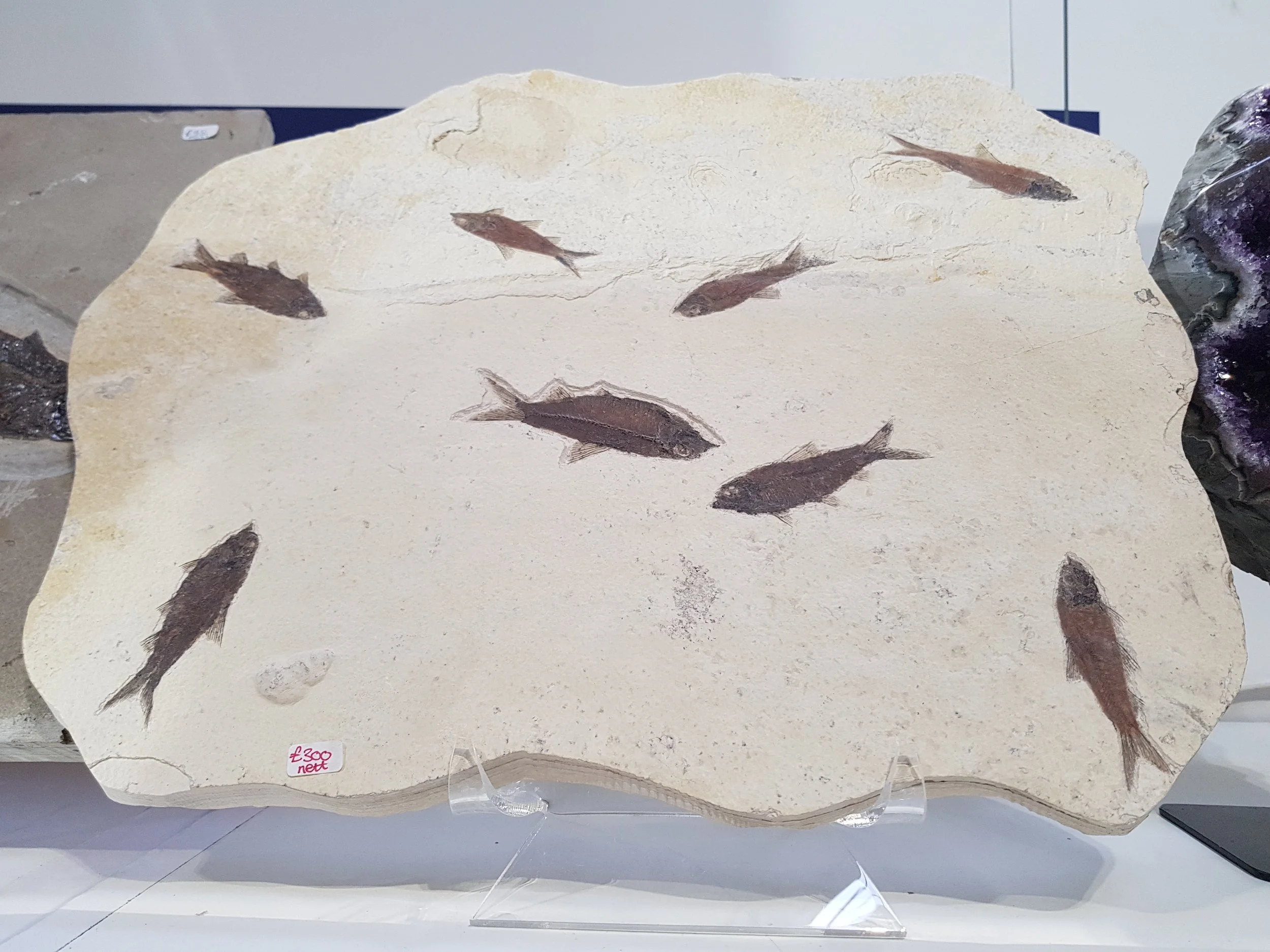 Fossil Fishes (Various)