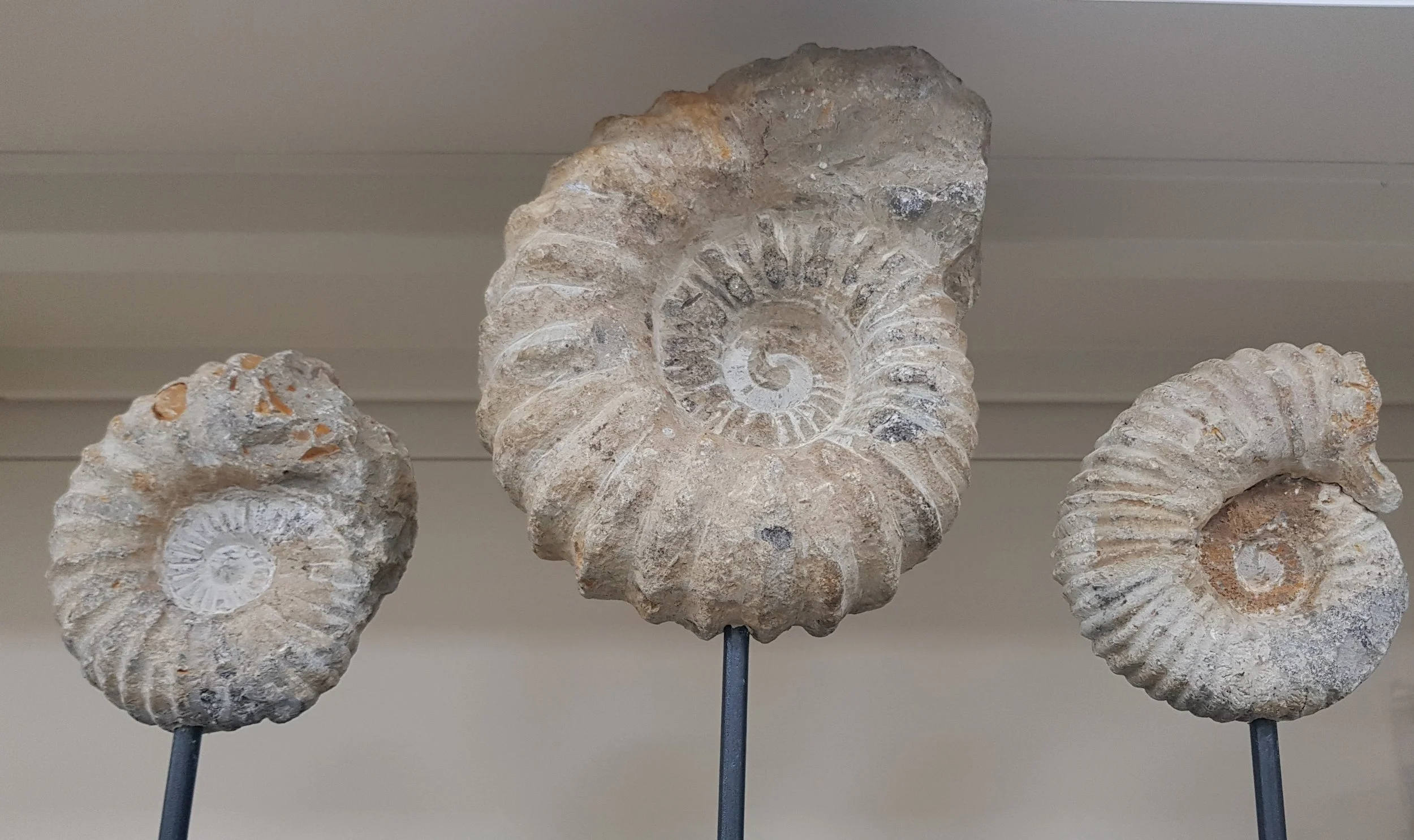 ammonite fossils.jpg