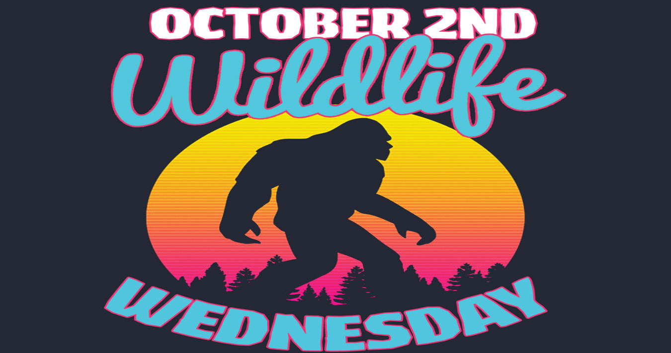 sasquatch wed oct 2 2019 header.jpeg