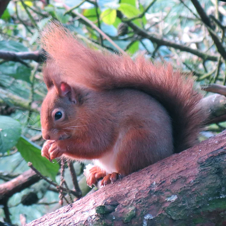 wildlifeguiding2.jpg
